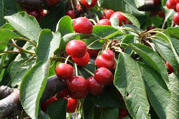 貴州有車厘子種植嗎