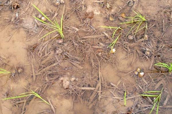 福壽螺養(yǎng)殖畝產(chǎn)多少噸