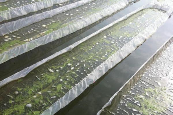 福壽螺養(yǎng)殖畝產(chǎn)多少噸