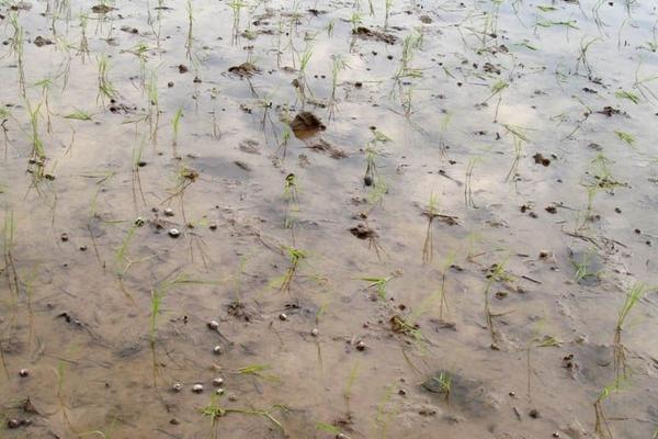 福壽螺養(yǎng)殖畝產(chǎn)多少噸