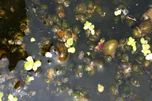 福壽螺養(yǎng)殖畝產(chǎn)多少噸