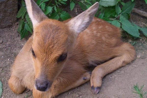 狍子養(yǎng)殖大戶在哪里