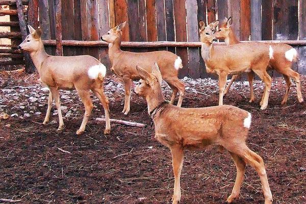 狍子養(yǎng)殖大戶在哪里