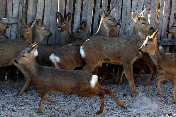 狍子養(yǎng)殖大戶在哪里