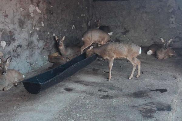 狍子養(yǎng)殖大戶在哪里