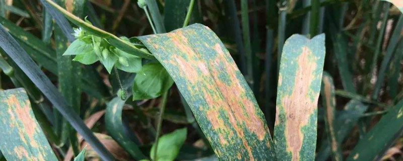 三唑酮使用注意事項