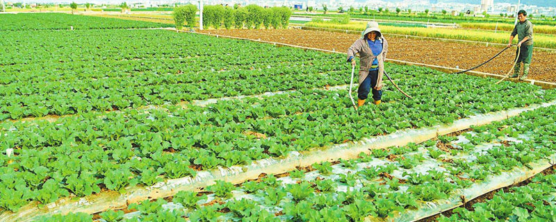 各種蔬菜的種植時間，蔬菜分為喜熱型、喜寒型和耐寒型