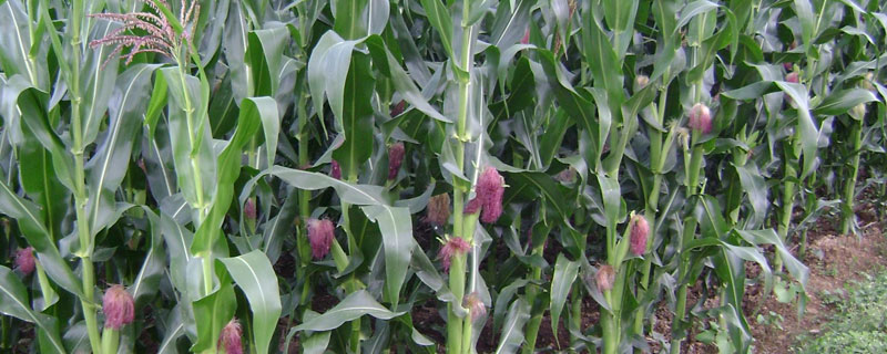 硝硫基復合肥適用范圍