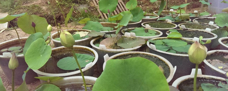 碗蓮種植方法，種子這樣處理更容易發芽