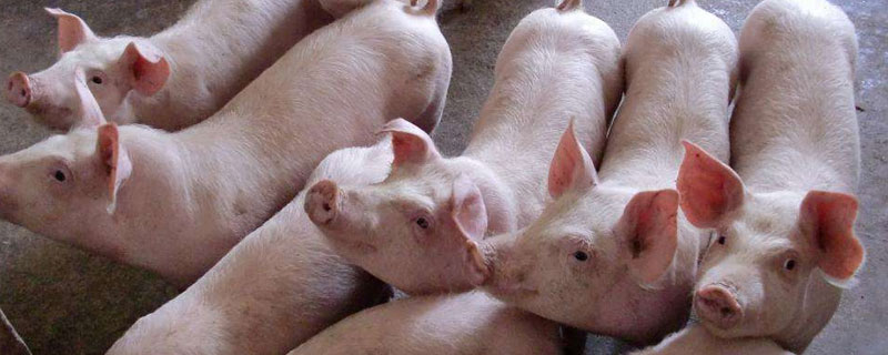 小豬多少一斤？小豬的飼養(yǎng)管理方法