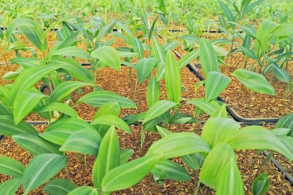 黃精種植一畝成本