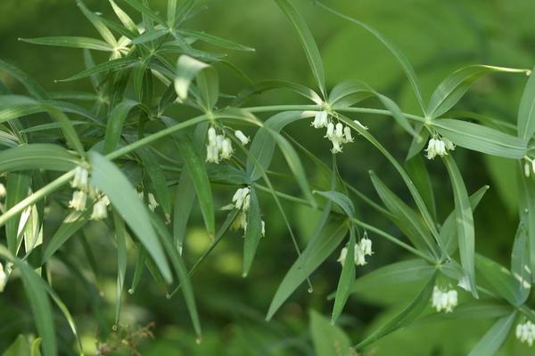 黃精種植一畝成本