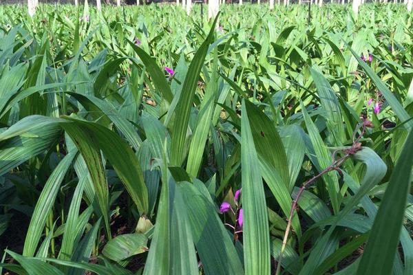 黃精種植一畝成本
