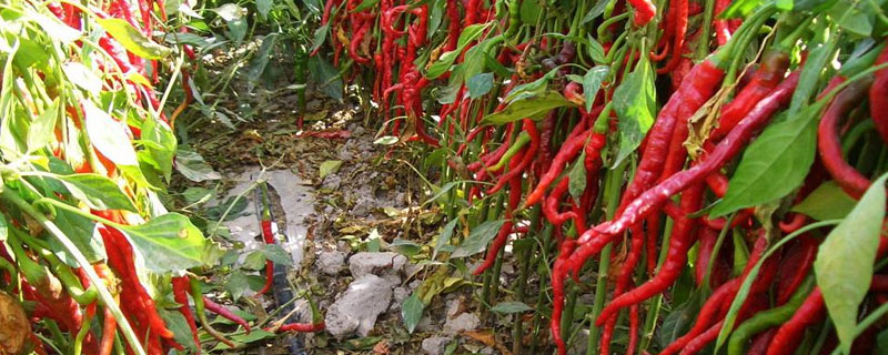 辣椒樹的種植方法技術