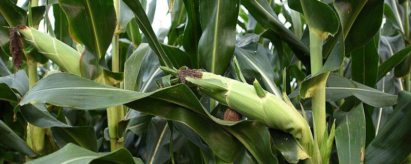 中元66玉米品種特征，中晚熟玉米雜交品種