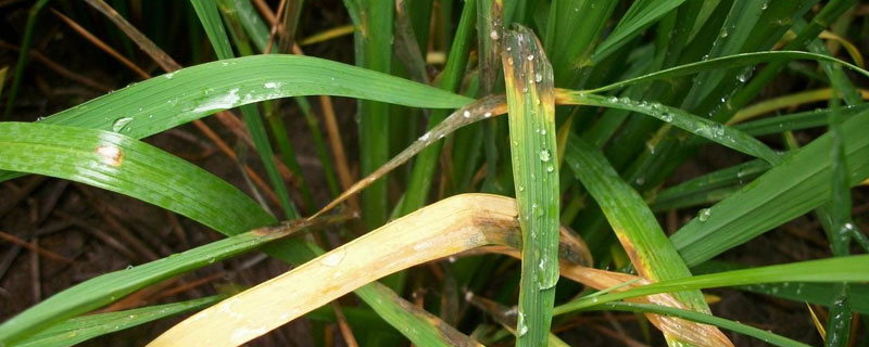 紋枯病用什么藥效果好