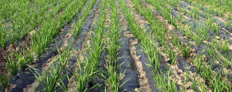 小麥田除草劑有哪些？優缺點分析