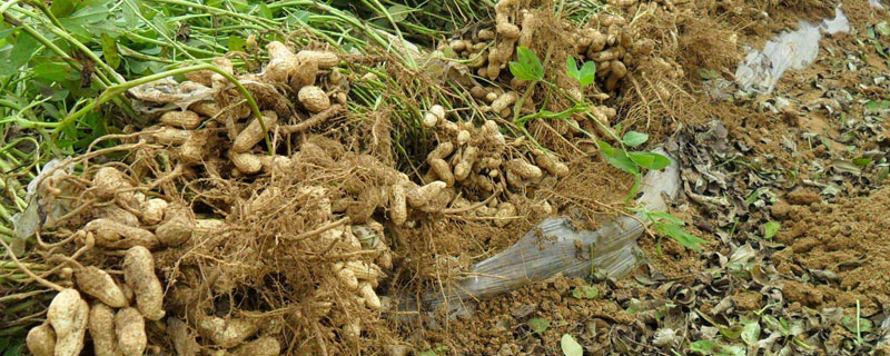 308花生種介紹(白沙、金冠及源花)