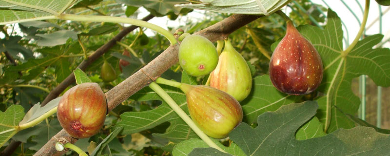 無花果施肥時(shí)間和方法，春季施基肥