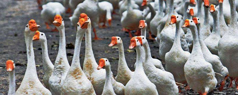 鵝的養殖方法和技術
