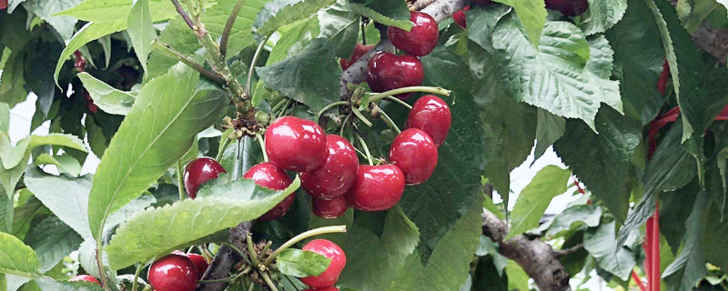 貴州有車厘子種植嗎？不適宜