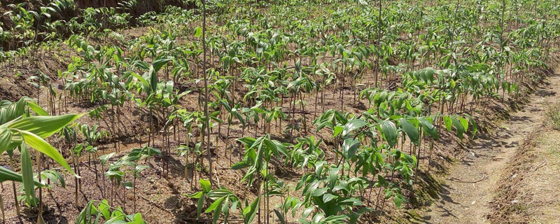 黃精種植一畝成本價是多少錢