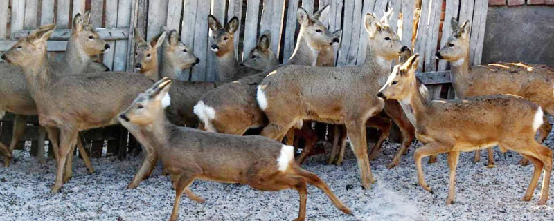 狍子養(yǎng)殖大戶在哪里