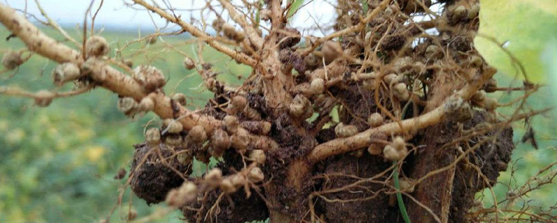 二嗪磷顆粒劑作用，使用方法和注意事項