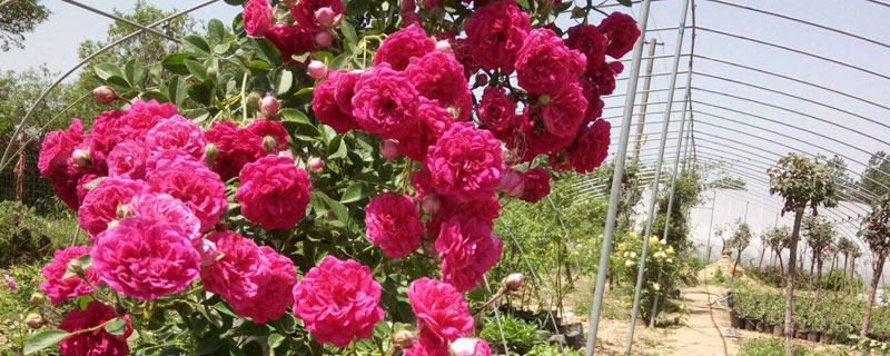 甜蜜紅木香的養殖方法