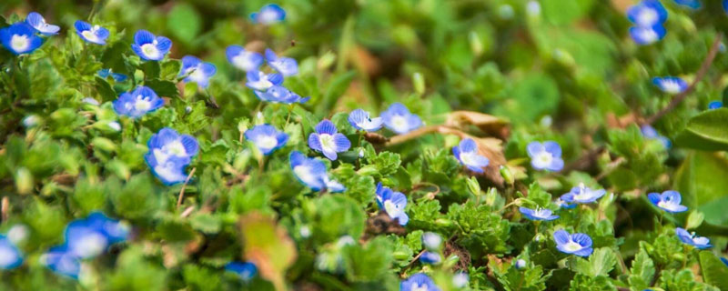 什么藥對婆婆納特效，除草劑中加入唑草酮效果好