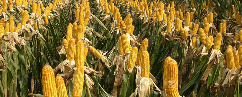 大德317玉米種子介紹