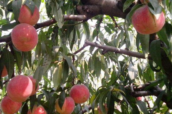 青州桃樹苗新品種