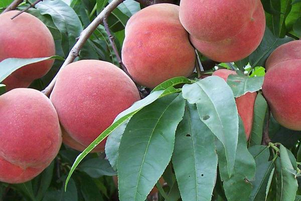 青州桃樹苗新品種