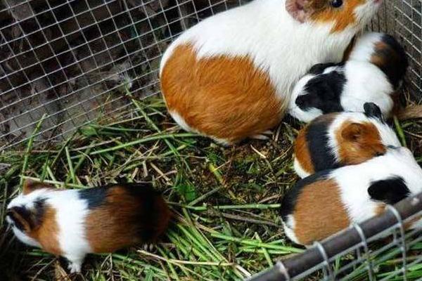 特色養(yǎng)殖項目