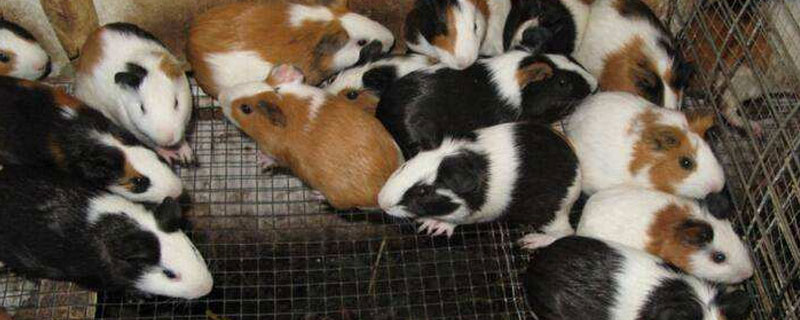 特色養殖項目有哪些？4個養殖潛力大的項目