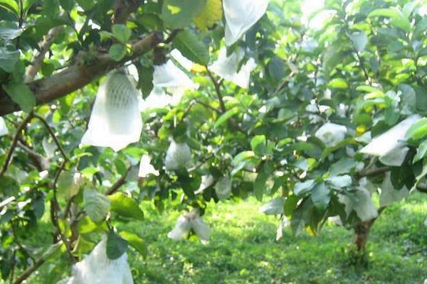 紅心芭樂種植與條件