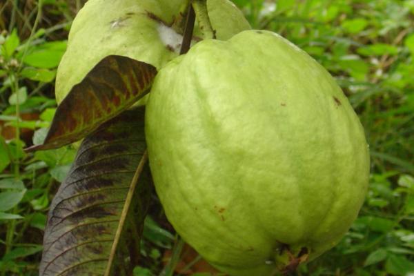 紅心芭樂種植與條件