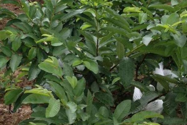 紅心芭樂種植與條件