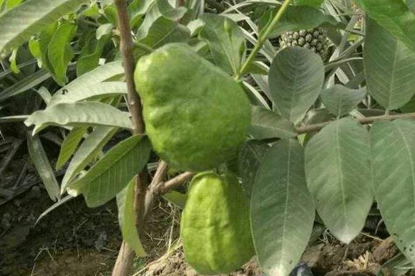 紅心芭樂種植與條件