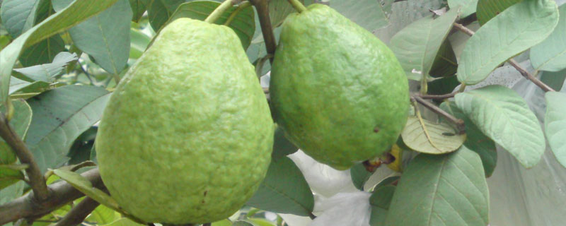 紅心芭樂種植與條件,水肥管理很重要