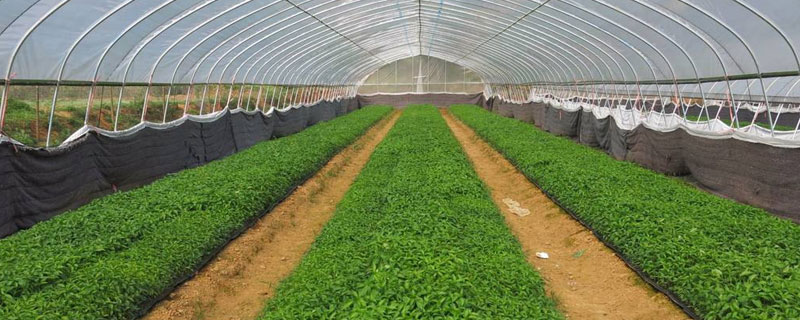 農村種植大棚國家補貼政策