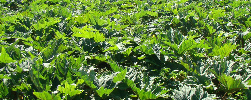 中藥材種植品種有哪些