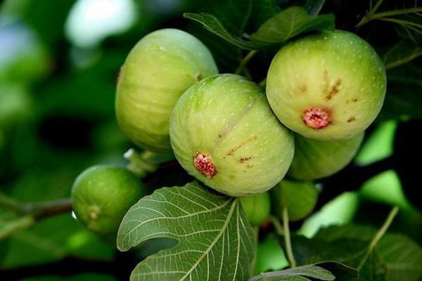 無花果施肥時間和方法