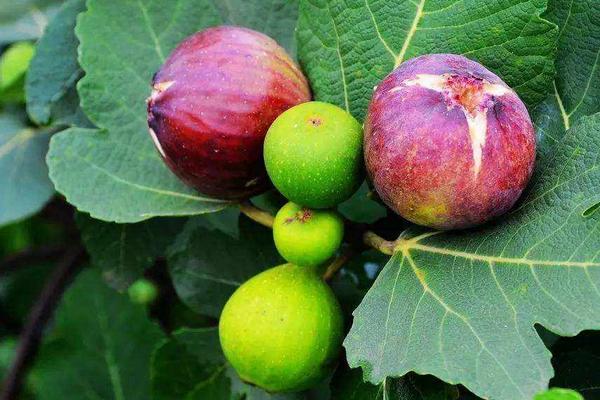 無花果施肥時間和方法