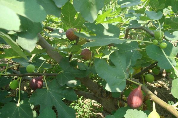 無花果施肥時間和方法