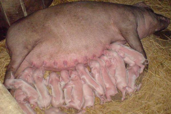 二元母豬多大配種