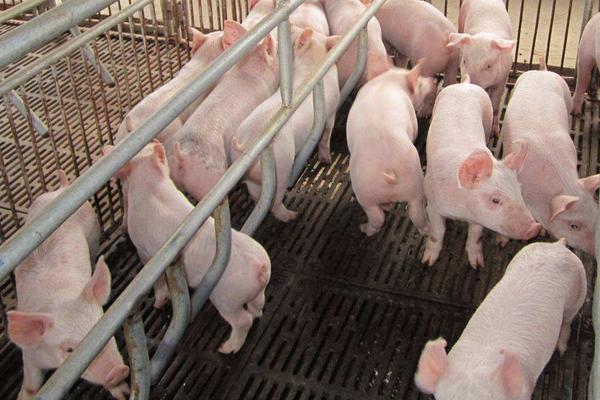 二元母豬多大配種