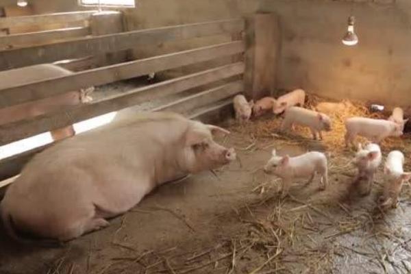 二元母豬多大配種