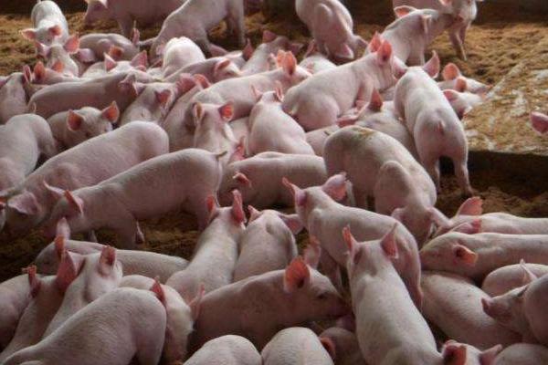 二元母豬多大配種