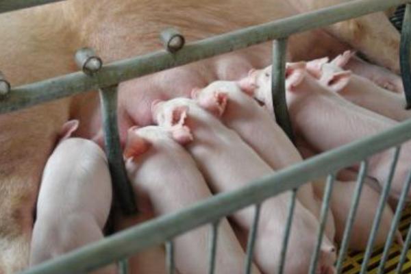 二元母豬多大配種